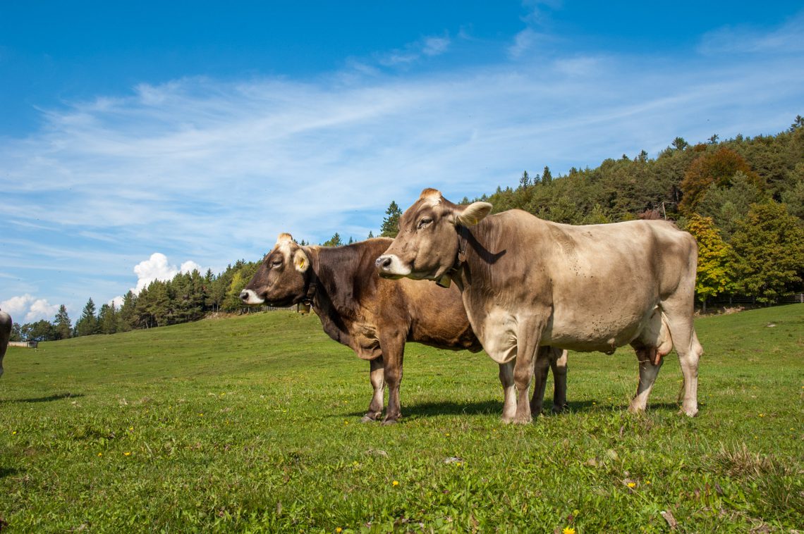 Cisloner Alm, Kuh, Tiere