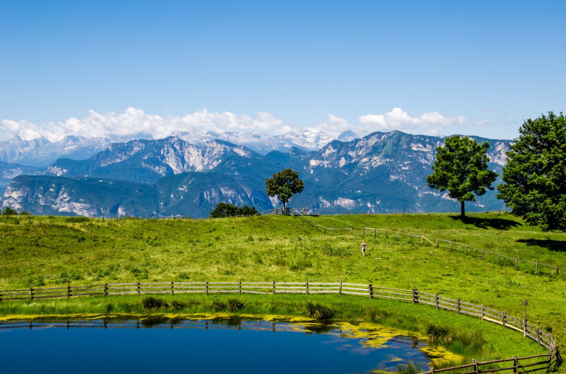 Baum auf Cisloner Alm