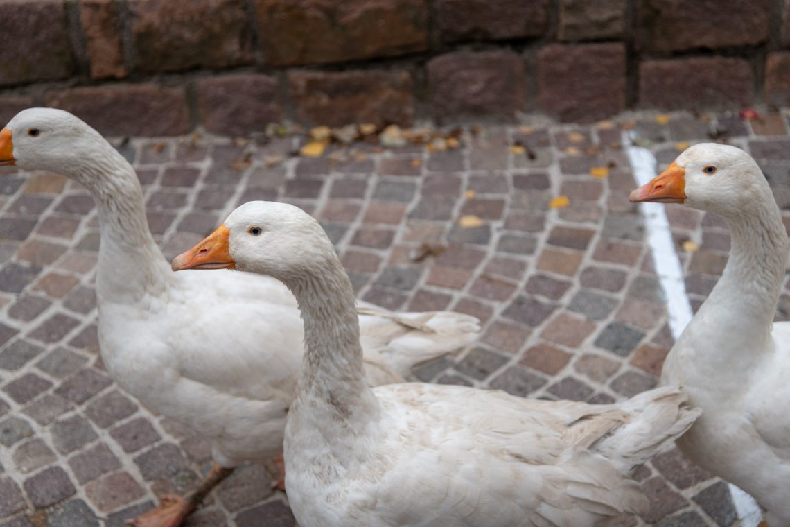 Gänse auf dem Martinimarkt