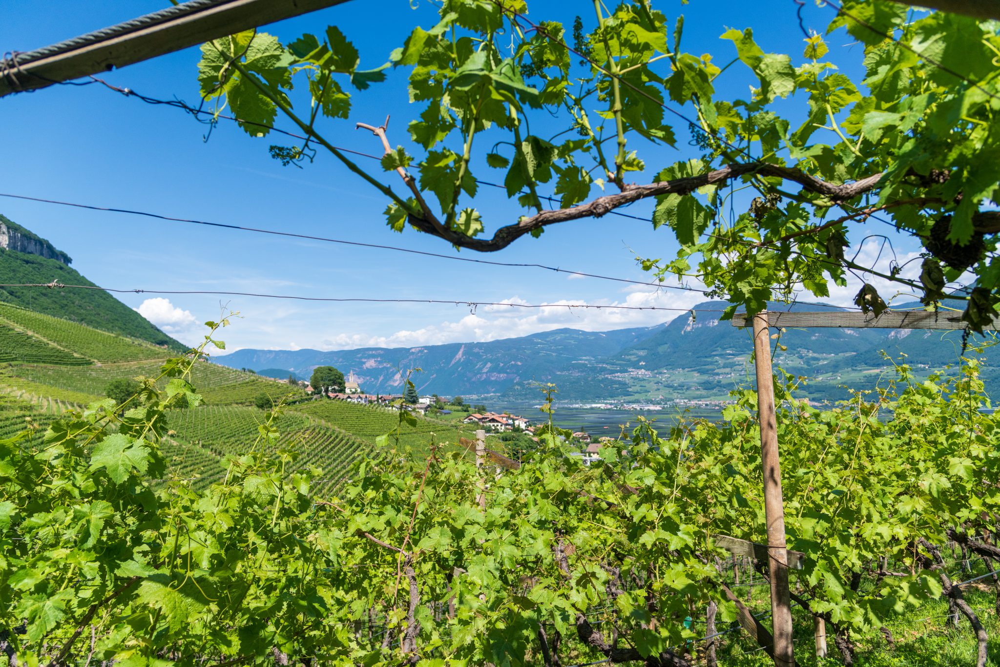 Kurtatsch Weinberge