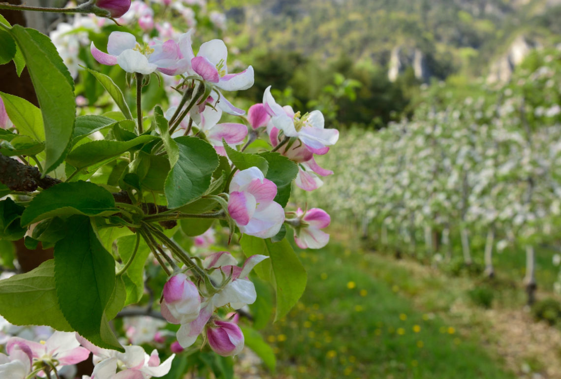 Apfelblüte