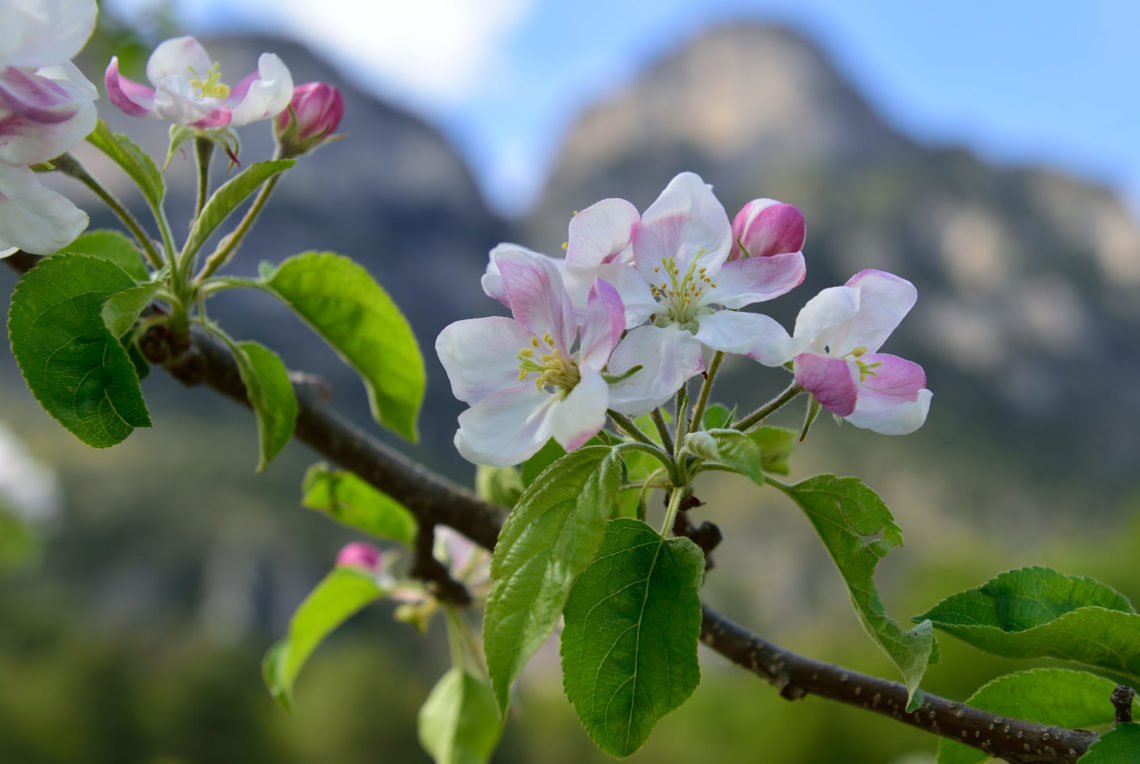 Apfelblüte