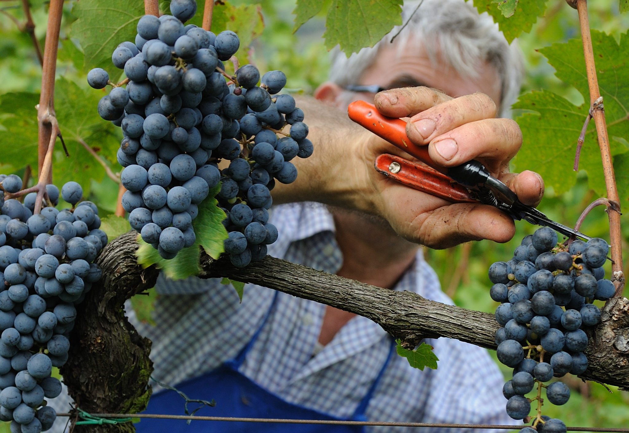 Wein Trauben Wimmen